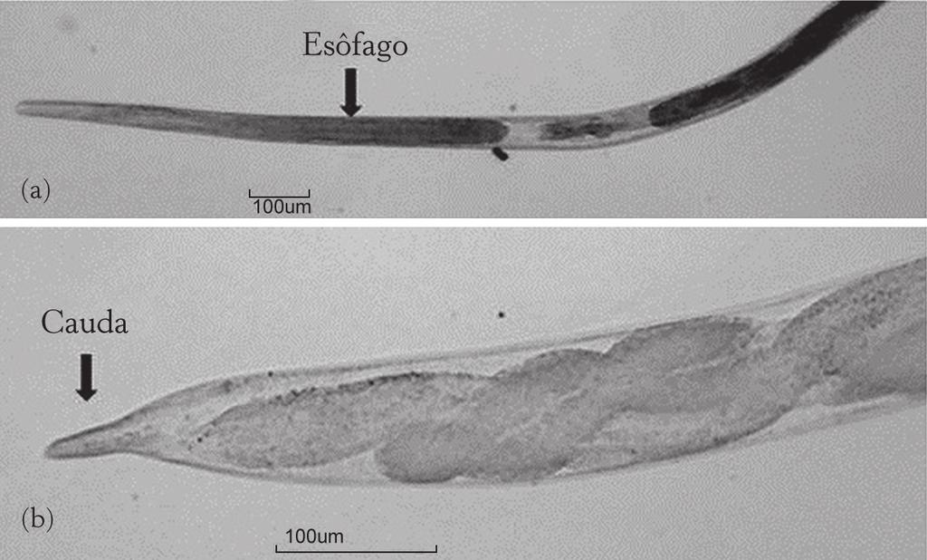 22 ALESSANDRO FRANCISCO TALAMINI DO AMARANTE Strongyloides papillosus Apenas fêmeas partenogenéticas da espécie S. papillosus ocorrem no intestino delgado dos ovinos (Figura 12).