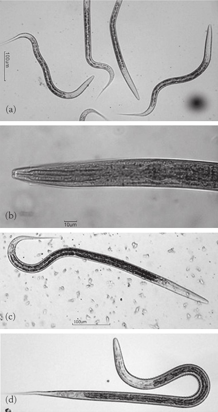 OS PARASITAS DE OVINOS 27 Figura 19 Desenvolvimento de Haemonchus contortus no ambiente: (a) larvas de primeiro estágio (L1); (b) L1 corada com Lugol.