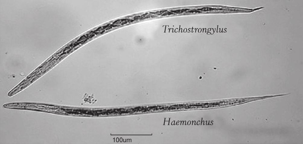 As larvas infectantes apresentam peculiaridades morfológicas que permitem a identificação em gênero (figuras 20 a 23).