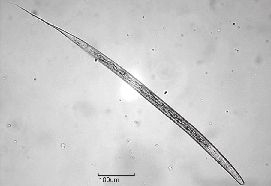 OS PARASITAS DE OVINOS 29 Figura 23 Larva infectante de Oesophagostomum spp.
