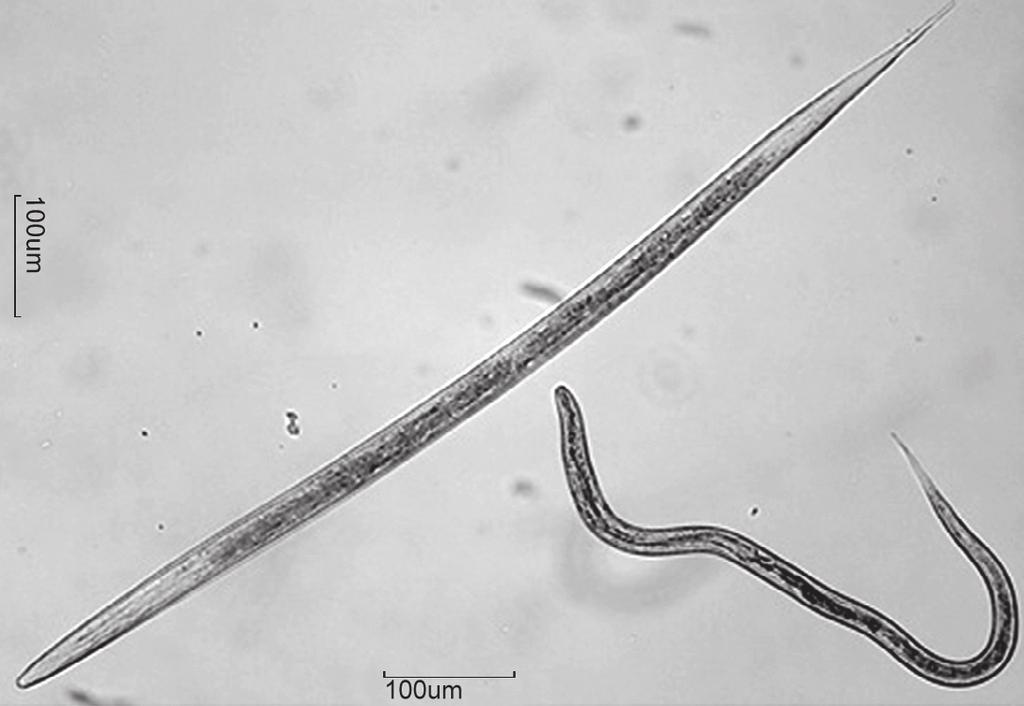 A seta indica o limite entre o esôfago e o intestino Figura 27 A larva infectante de Strongyloides papillosus é menor que a larva infectante de Haemonchus contortus Ciclo de vida de
