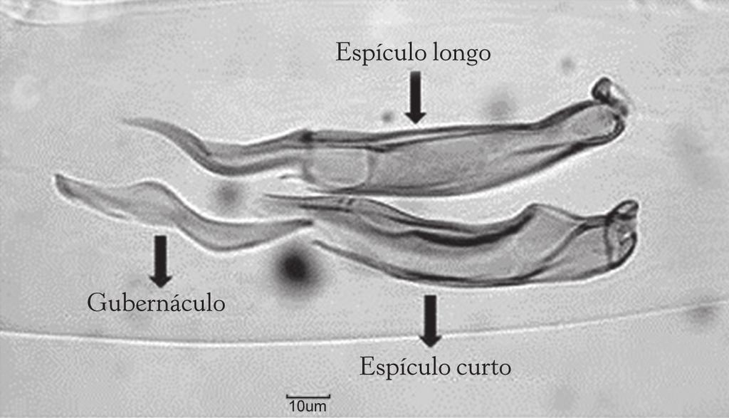 OS PARASITAS DE OVINOS 19 Figura 7 Extremidade posterior de macho de Trichostrongylus axei com espículos desiguais e gubernáculo Cooperia spp. Geralmente as infecções dos ovinos por Cooperia spp.