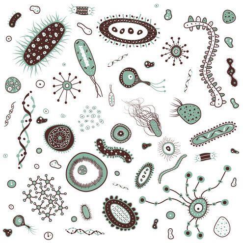 Bactérias Fungos Arquéias Vírus