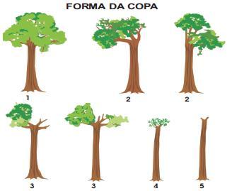 33 Forma da Copa A forma da copa é determinada por meio de códigos numéricos onde foram avaliadas desde árvores com copas completas até árvores sem copas.