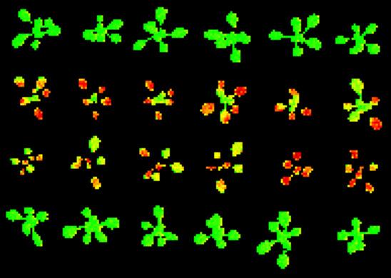 Imagens de fluorescência da clorofila para avaliar o aparato fotoquímico Com o uso de parâmetros obtidos a partir da técnica de