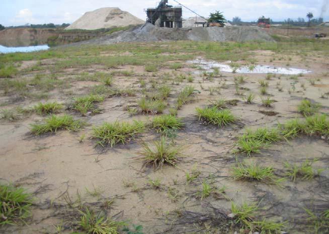 9 ANEXOS Os trabalhos na tentativa de reabilitação das áreas degradadas na mineração de areia de Seropédica e Itaguaí, vem sendo desenvolvidos desde 2003.