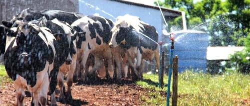 A iniciativa de investir em irrigação tem como objetivo manter a produtividade do gado leiteiro, mesmo em períodos de estiagem.