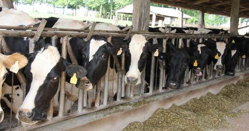 Bovinocultura leiteira A bacia leiteira representa um importante setor do agronegócio regional.
