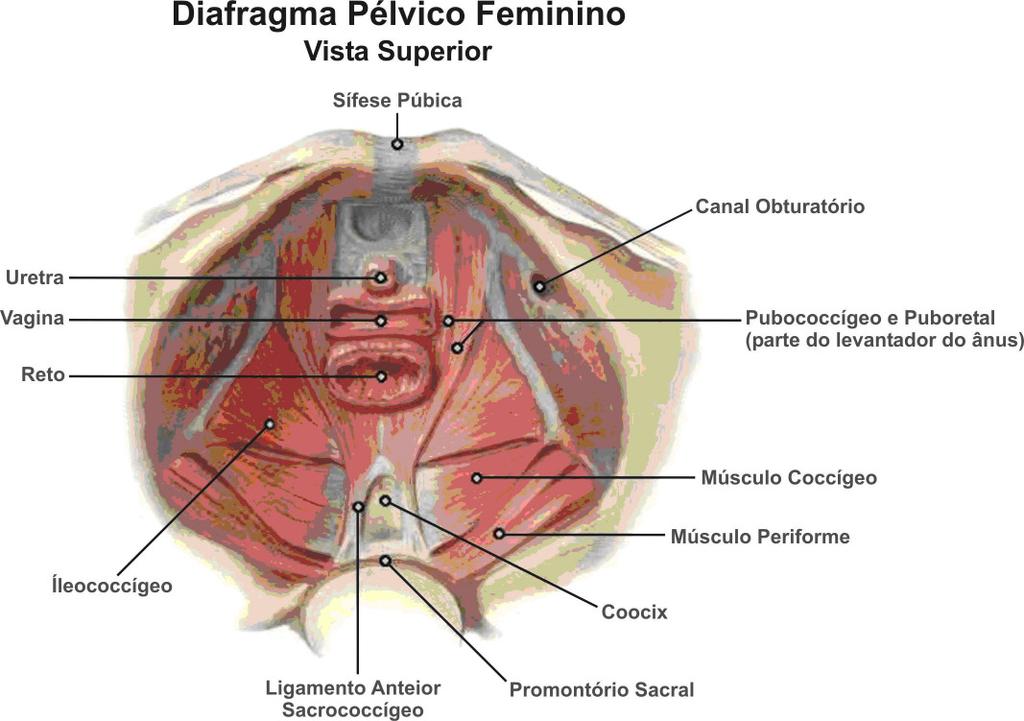 17 espessa, é composta pelos feixes pubovaginal e puborretal. A FIG 2.3 mostra os músculos que compõem o plano profundo do assoalho pélvico. FIGURA 2.