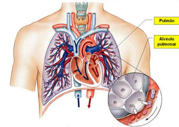 TROCAS GASOSAS Ocorrem nos alvéolos pulmonares.