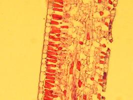 Figura 1: Secção transversal do limbo foliar de Himatanthus obovatus, 10x. Conclusão Figura 2: Detalhe da nervura central de folhas de Himatanthus obovatus, 5x.