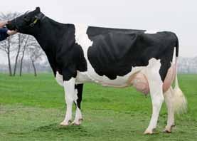 IMPULS ORMSBY O-MAN x JESTHER SHOTTLE x O-MAN WOUDHOEVE 2 IMPULS Sire ID: NL 383090074