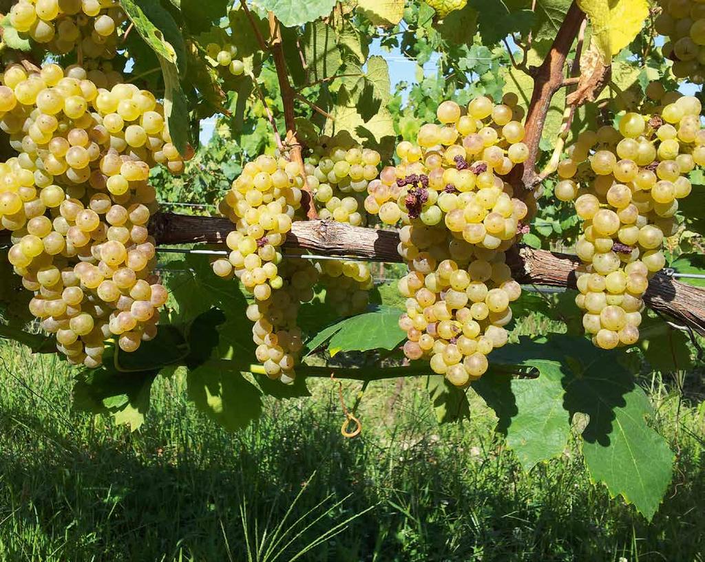 Os 27 hectares de vinha estão distribuídos por quatro propriedades situadas em Forjães, Ponte de Lima e Barcelos.