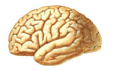 ASSINALE AS ÁREAS CORTICAIS PRIMÁRIAS E SECUNDÁRIAS