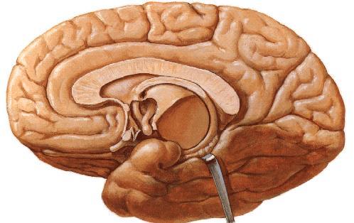 ASSINALE AS ÁREAS CORTICAIS PRIMÁRIAS E SECUNDÁRIAS