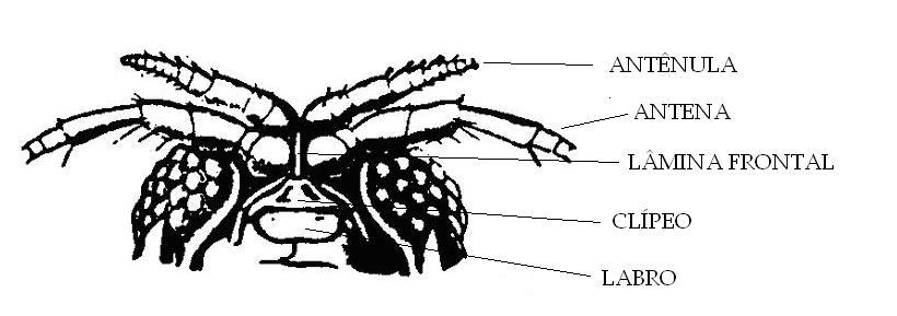 15 Figura 2. Porção anterior da cabeça de um cirolanídeo (vista ventral). Modificado de Hansen (1890).