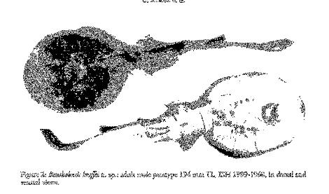 Galeus mincaronei Benthobatis kreffii