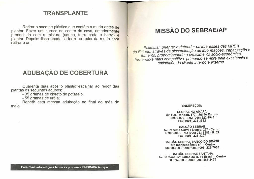 TRANSPLANTE Retirar o saco de plástico que contém a muda antes de plantar. Fazer um buraco no centro da cova, anteriormente preenchida com a mistura (adubo, terra preta e barro) e plantar.