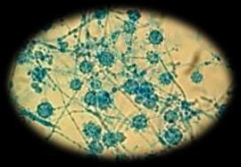 Pseudo-hifa: aglomerados de blastoconídios prolongados e ligados entre si, lembrando o aspecto de hifa. Pseudo-hifas formam pseudo-micélios.