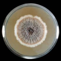 MEIOS NÃO SELETIVOS Isolamento primários de todos os fungos em amostras clínicas: Meio não
