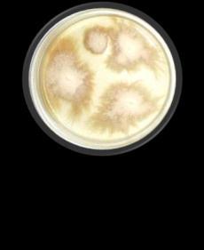 capsulatum, por exemplo, podem ser observados crescendo na superfície de colônias de C. albicans ou em cima de mofos contaminantes.