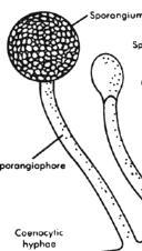 II. Assexuada - anamorfa (mitose)