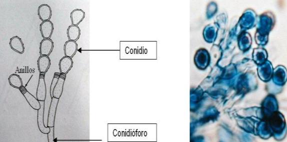 CONIDIOGÊNESE Fungos filamentosos anamórficos (assexuados) são