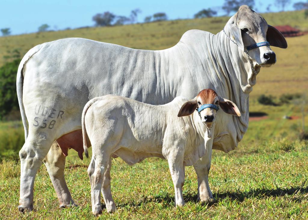 UBER Atina 353 (Alta Genetics); UBER 454, UBER 457 e UBER 462 - Irmãs próprias do Mr.