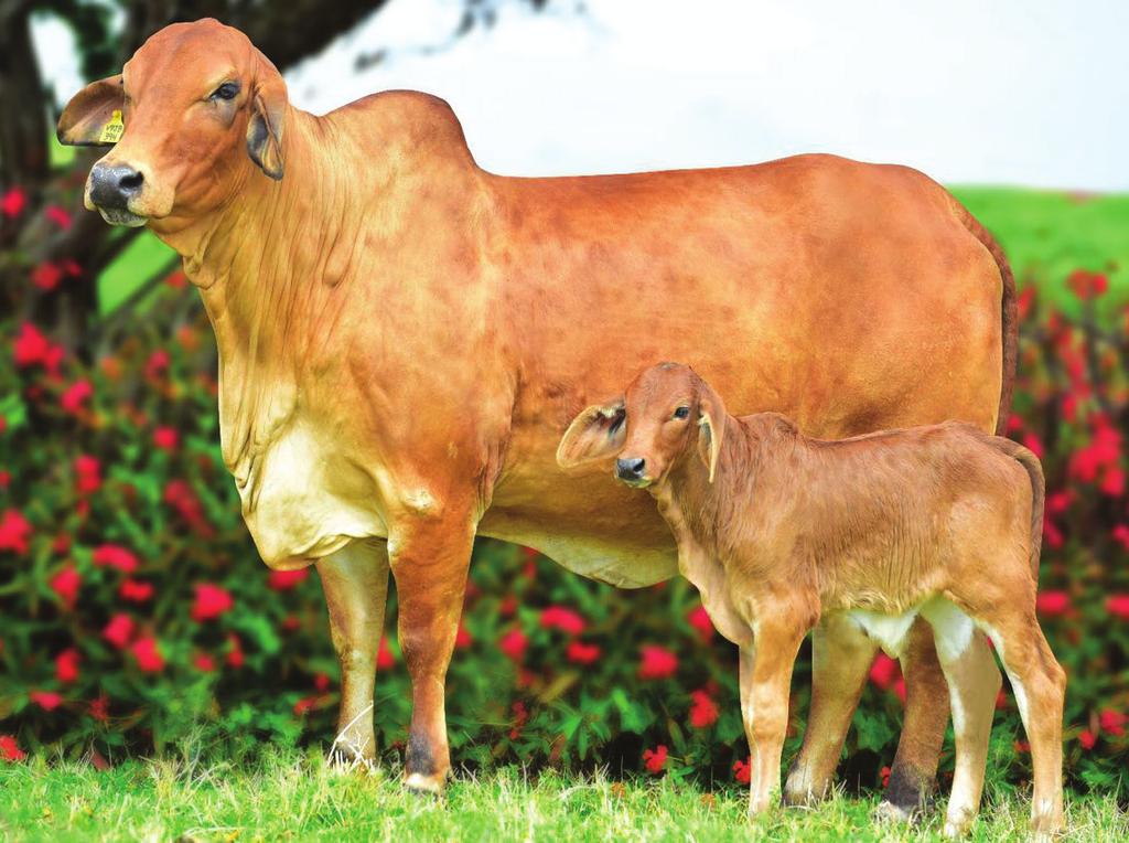 Lote 38 EMBRIÕES Top do Brahman Vermelho Oferta ÚNICA no mercado! 20 Embriões gerados de excelentes doadoras, do renomado rebanho W2R, com garantia de 07 prenheses.