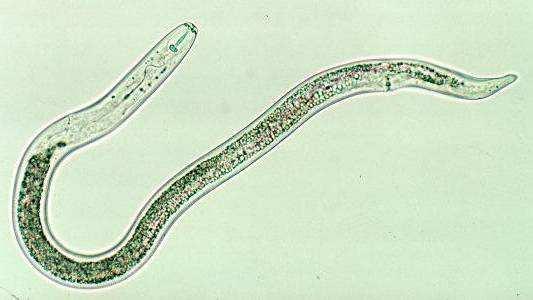 Pratylenchus