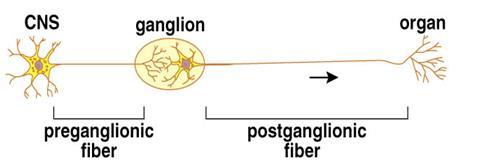 SNSimpático: neurônios pré-ganglionares simpáticos possuem fibras préganglionares curtas e as