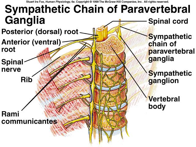Organização dos neurônios Simpáticos Pós-ganglionares em Cadeia Origem na coluna intermédiolateral