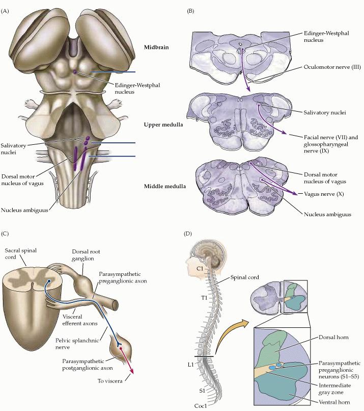 Eferências Pré-ganglionares Parassimpáticas Neurônios do tronco encefálico: núcleo Edinger-Westphal (via nervo oculomotor controla o diâmetro da pupila em resposta à luz) núcleos salivatórios (via