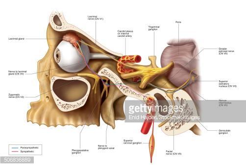 Inervação Simpática e Parasimpática Das Glândulas Lacrimais Núcleo Salivatório