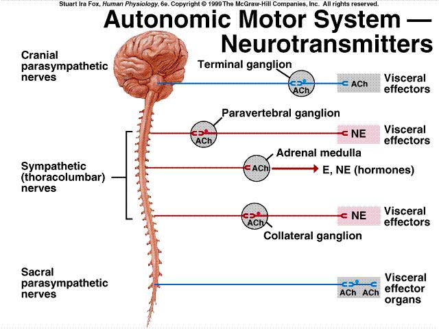 Neurotransmissores das sinápses do Sistema Nervoso Autônomo O neurotransmissor liberado na sinápse ganglionar é Acetilcolina (ACh),