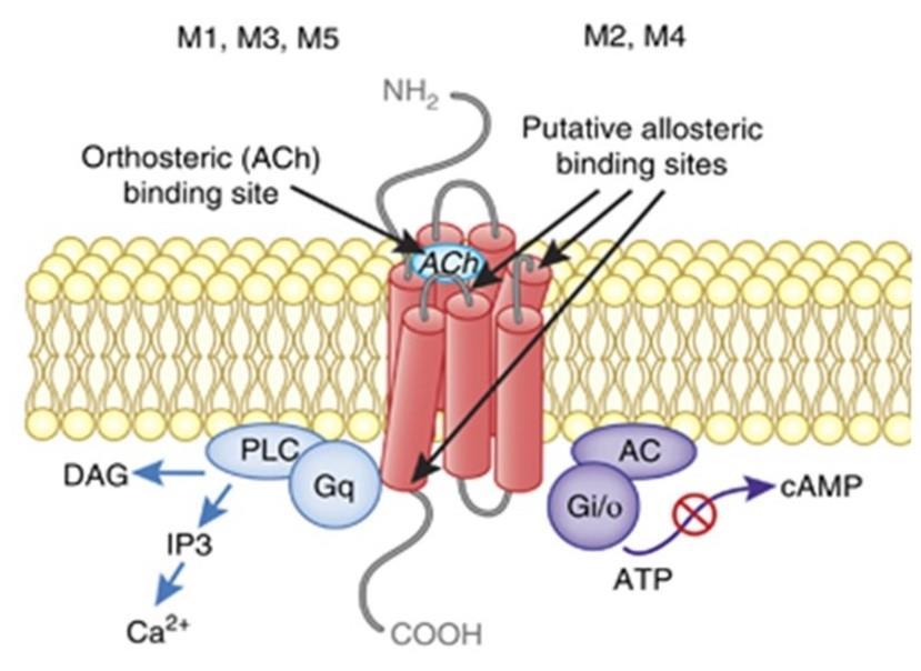 Receptores Colinérgicos Muscarínicos Tipos - M 1, M 2, M 3, M 4 e M 5 M1, M3 e M5 ativados acoplam-se com a proteína Gq, induzem a ativação da fosfolipase C, que promove a hidrólise de