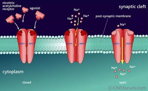 Receptor Nicotínico - presente no Gânglio Autonômico