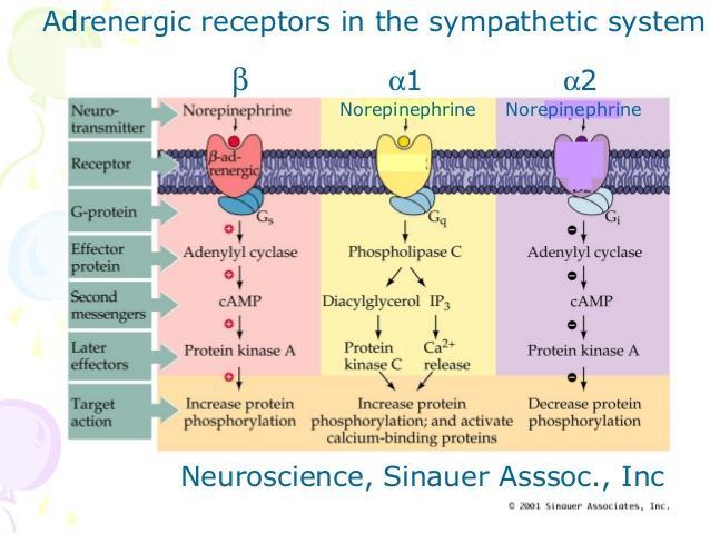 Receptores Adrenérgicos