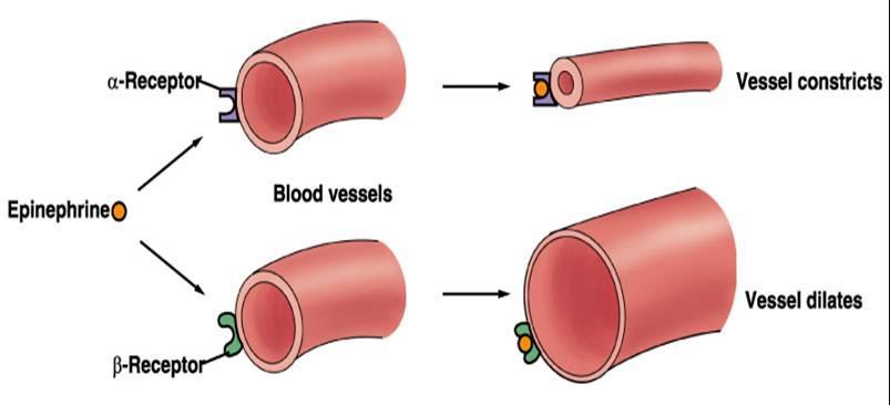 Receptores Adrenérgicos de Artérias tipo Alfa 1 e