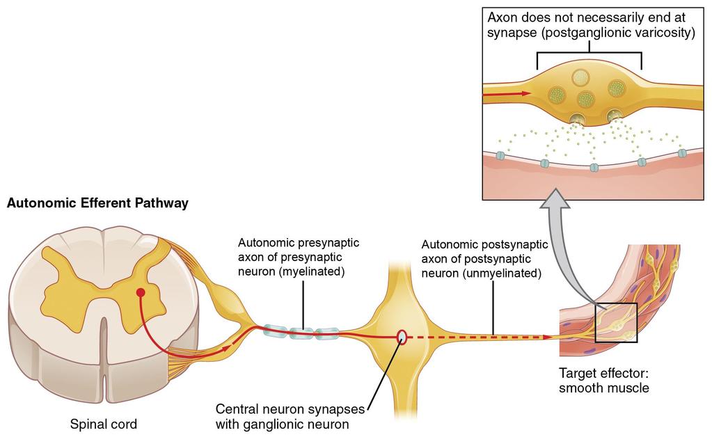 Diferenças na sinápse entre SNMotor e SNAutônomo com o efetor: Varicosidade Pós-ganglionar no