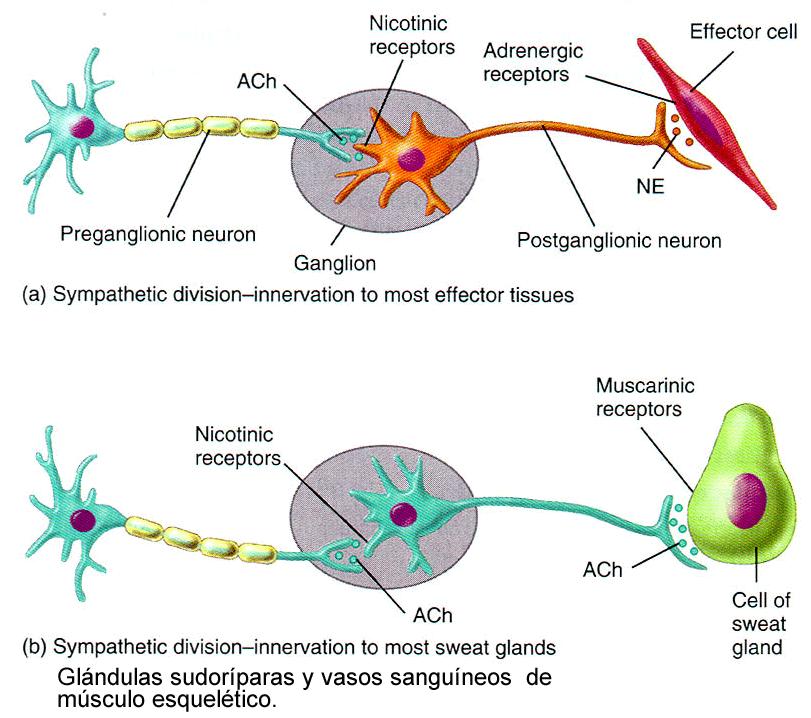 Inervação Simpática das Glândulas Sudoríparas