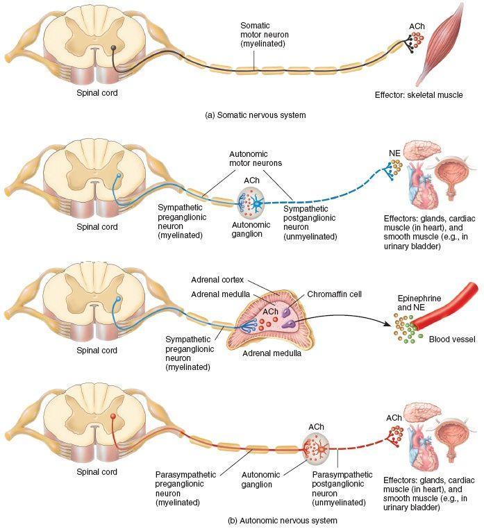 A medula da glândula supra-renal recebe