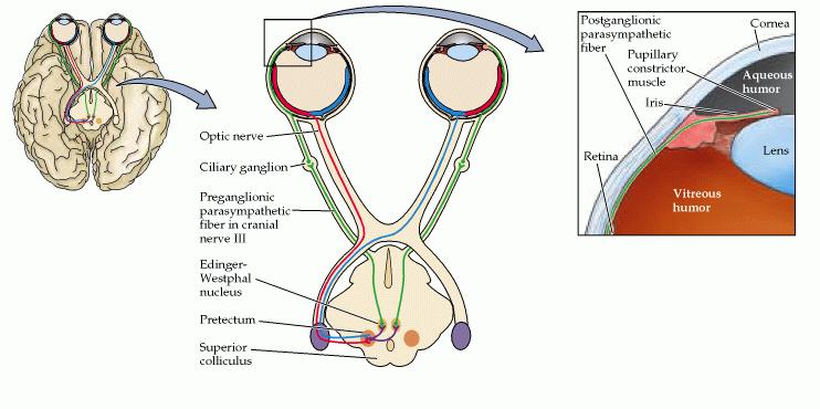 Respostas pupilar à variação de intensidade luminosa. MIOSE MIDRÍASE Luz retina pré-tecto n.