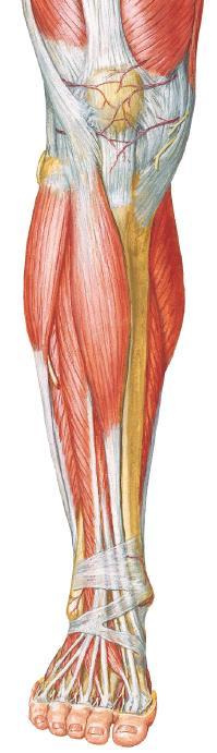 Qual o compartimento muscular representado? M. tíbial anterior 1 M.
