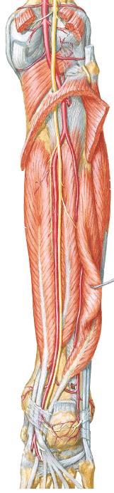 Qual o compartimento muscular representado? M. poplíteo 1 2 M. flexor longo do hálux M.