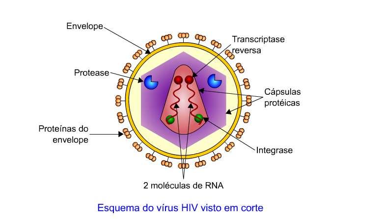 AIDS Síndrome da Imunodeficiência Adquirida (sigla do inglês: Acquired