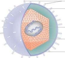 CATAPORA (ou VARICELA) Vírus: Herpesvirus (DNA envelopado) Imunidade: quem já teve a doença