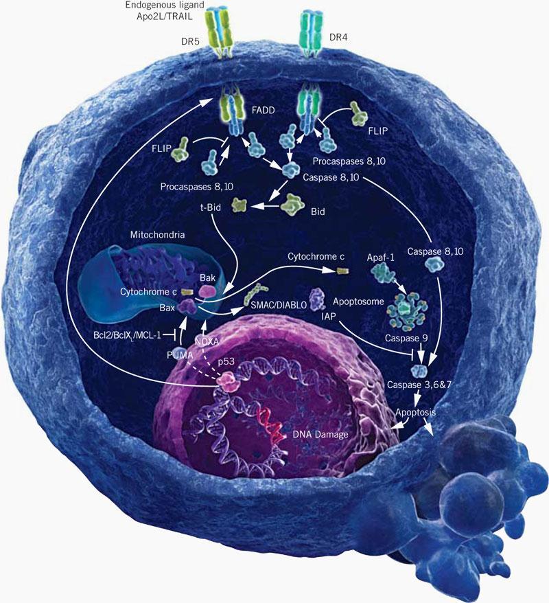 Apoptose: H2a; Telomerase; Caspase 3; Bcl-2;