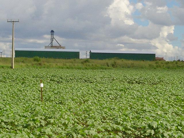 Cultivo pertencente ao Sr. Benjamin Zandonadi, Campo Verde, MT. 2004. Figura 6.