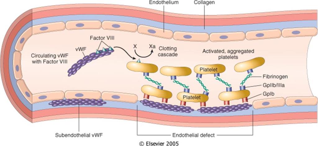 Fator de von Willebrand (vwf) Sintetizado nas células endoteliais e nos megacariócitos As plaquetas transportam o VW vwf circula no plasma